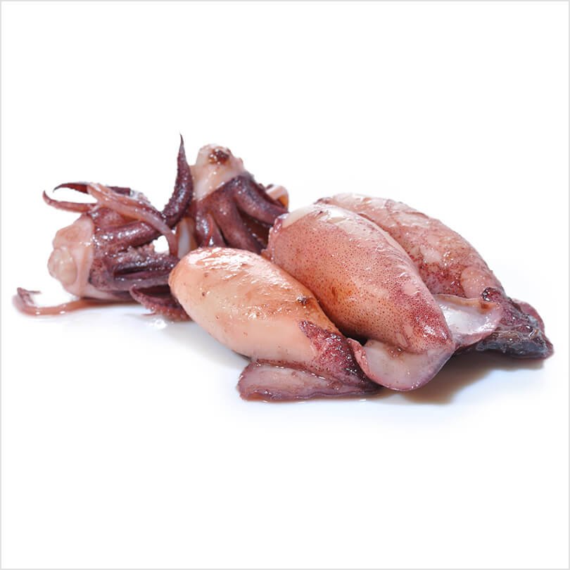 Squid