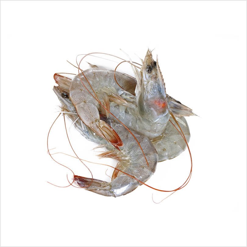 Shrimp